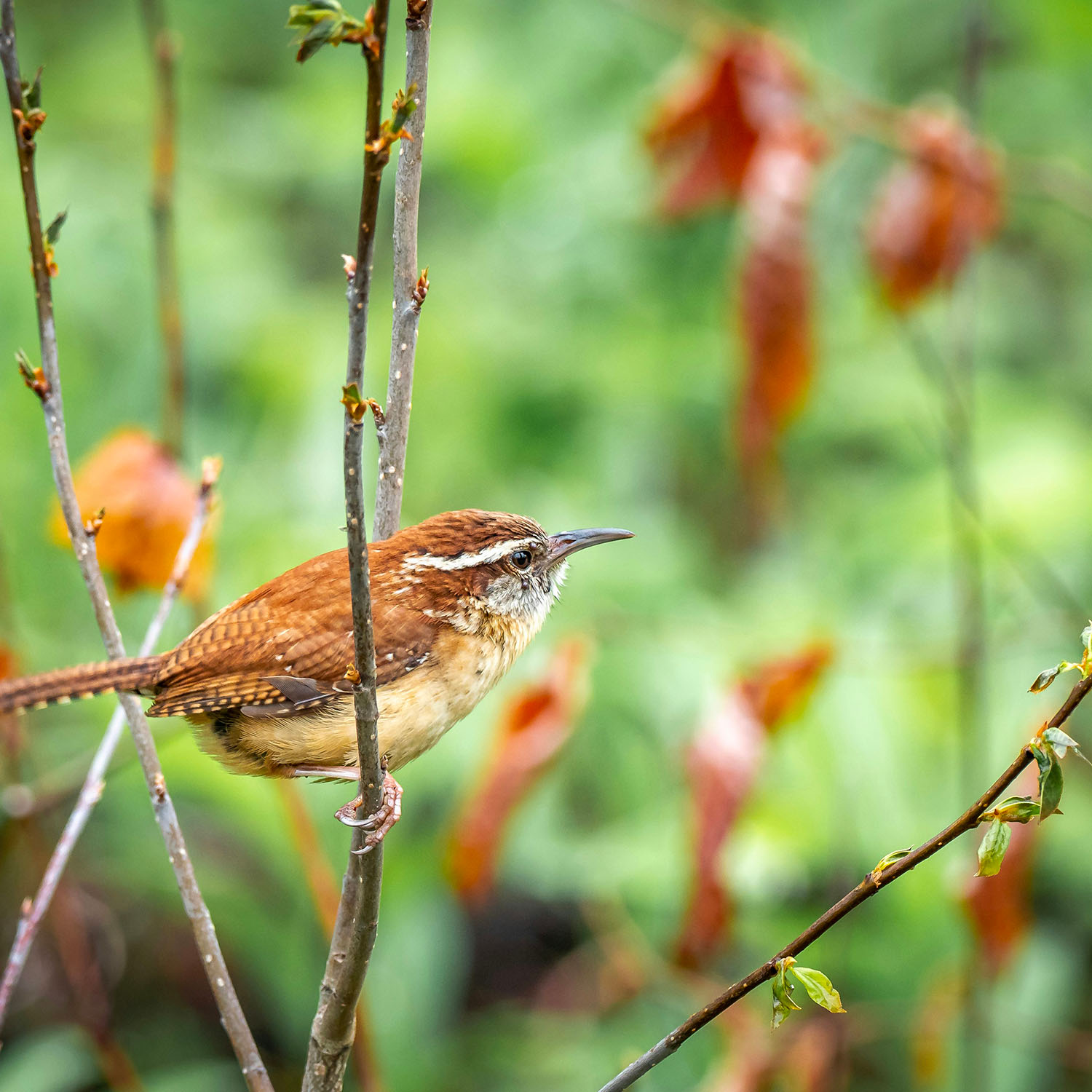 birdwatching